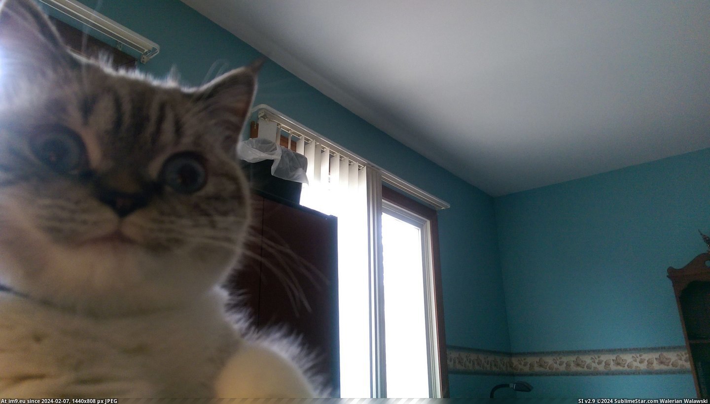 #Cat  #Insane [Aww] My cat looks insane. Pic. (Bild von album My r/AWW favs))