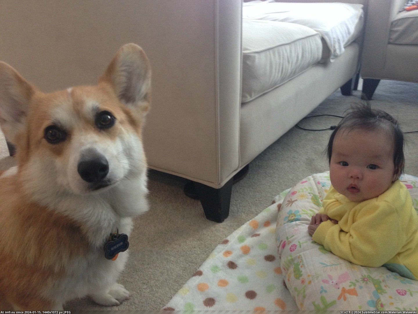 #Old #Likes #Daughter #Depressed #Counseli #Psychiatrist #Month #Corgi #Lie [Aww] My corgi likes to lie down next to my 4 month old daughter. It looks like he's depressed and she's a psychiatrist counseli Pic. (Изображение из альбом My r/AWW favs))