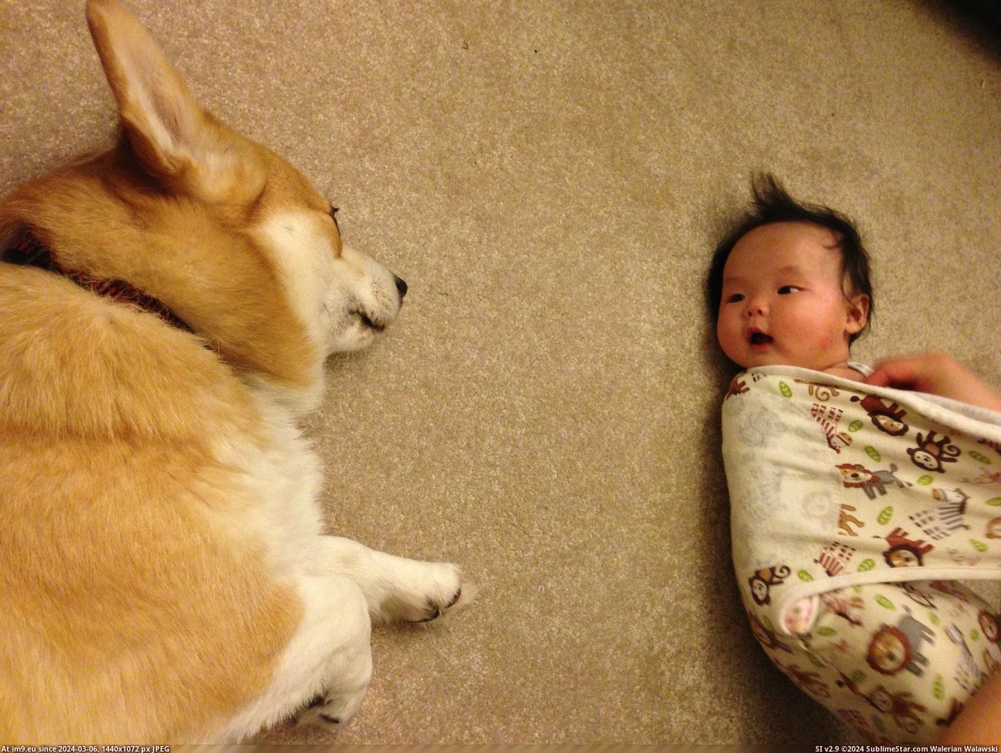 #Old #Likes #Daughter #Depressed #Counseli #Psychiatrist #Month #Corgi #Lie [Aww] My corgi likes to lie down next to my 4 month old daughter. It looks like he's depressed and she's a psychiatrist counseli Pic. (Obraz z album My r/AWW favs))