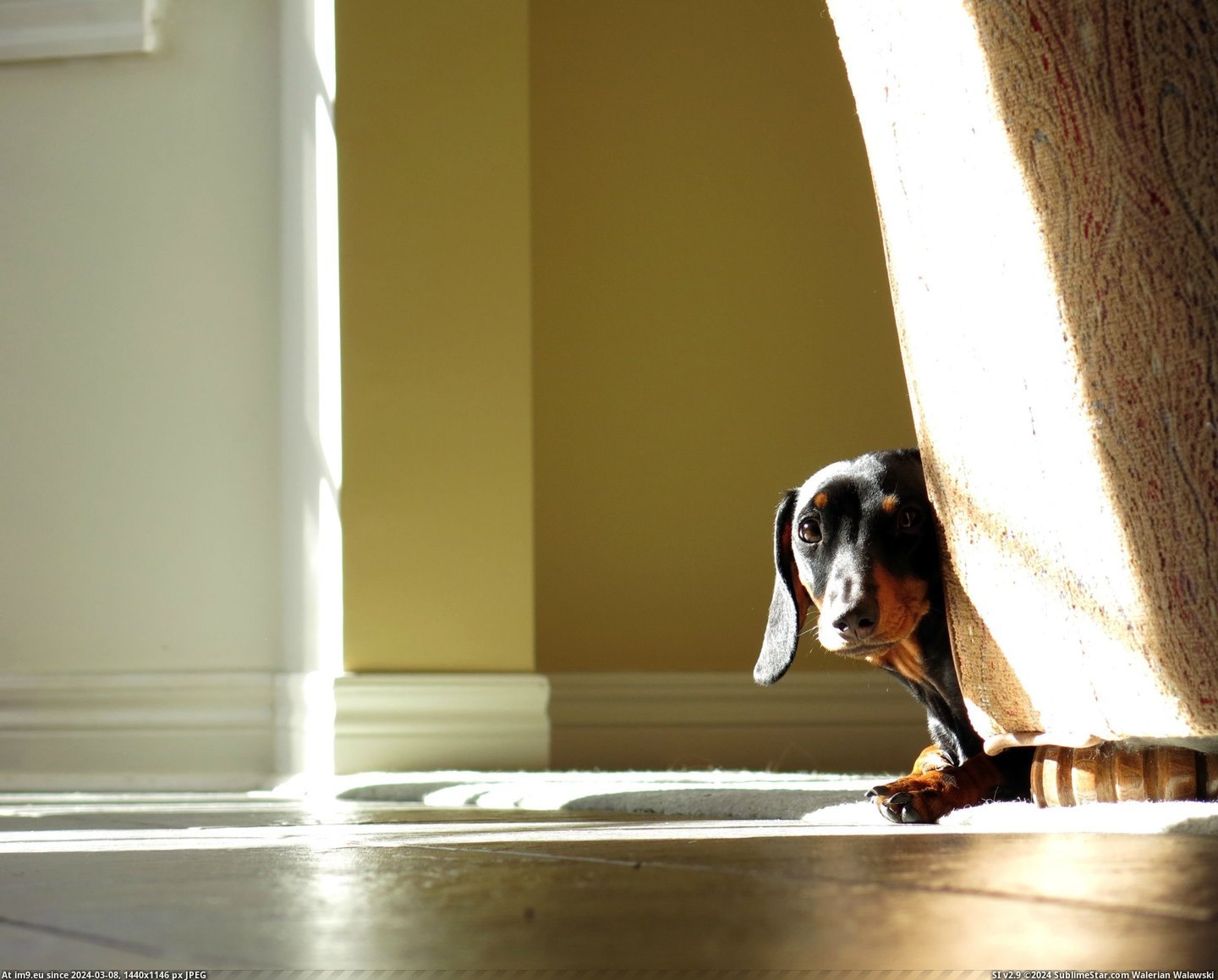 #Puppy #Dachshund #Shy [Aww] My Dachshund puppy is really shy. Pic. (Obraz z album My r/AWW favs))