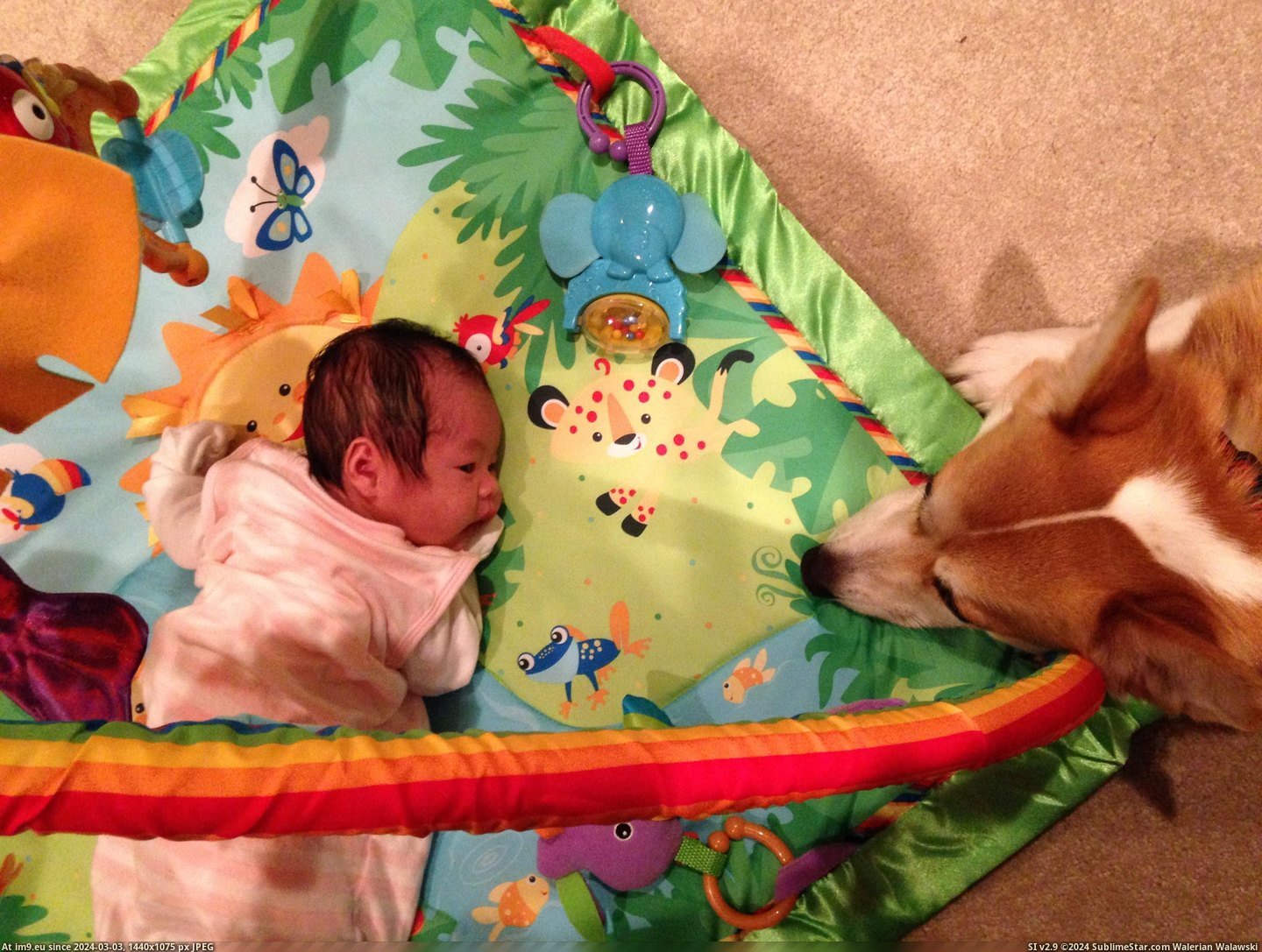 #Was #New #Ago #But #How #Daughter #Weeks #Born [Aww] My daughter was born three weeks ago. I worried about how my corgi would react but he's treating her like his new BFF... 2 Pic. (Bild von album My r/AWW favs))