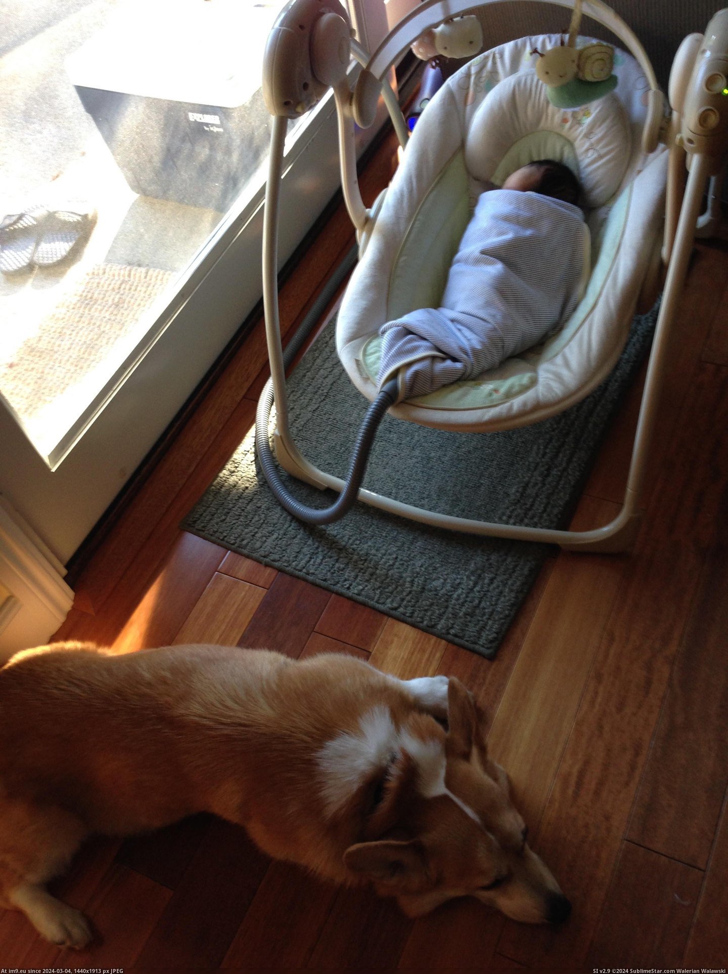 #Was #New #Ago #But #How #Daughter #Weeks #Born [Aww] My daughter was born three weeks ago. I worried about how my corgi would react but he's treating her like his new BFF... 4 Pic. (Obraz z album My r/AWW favs))