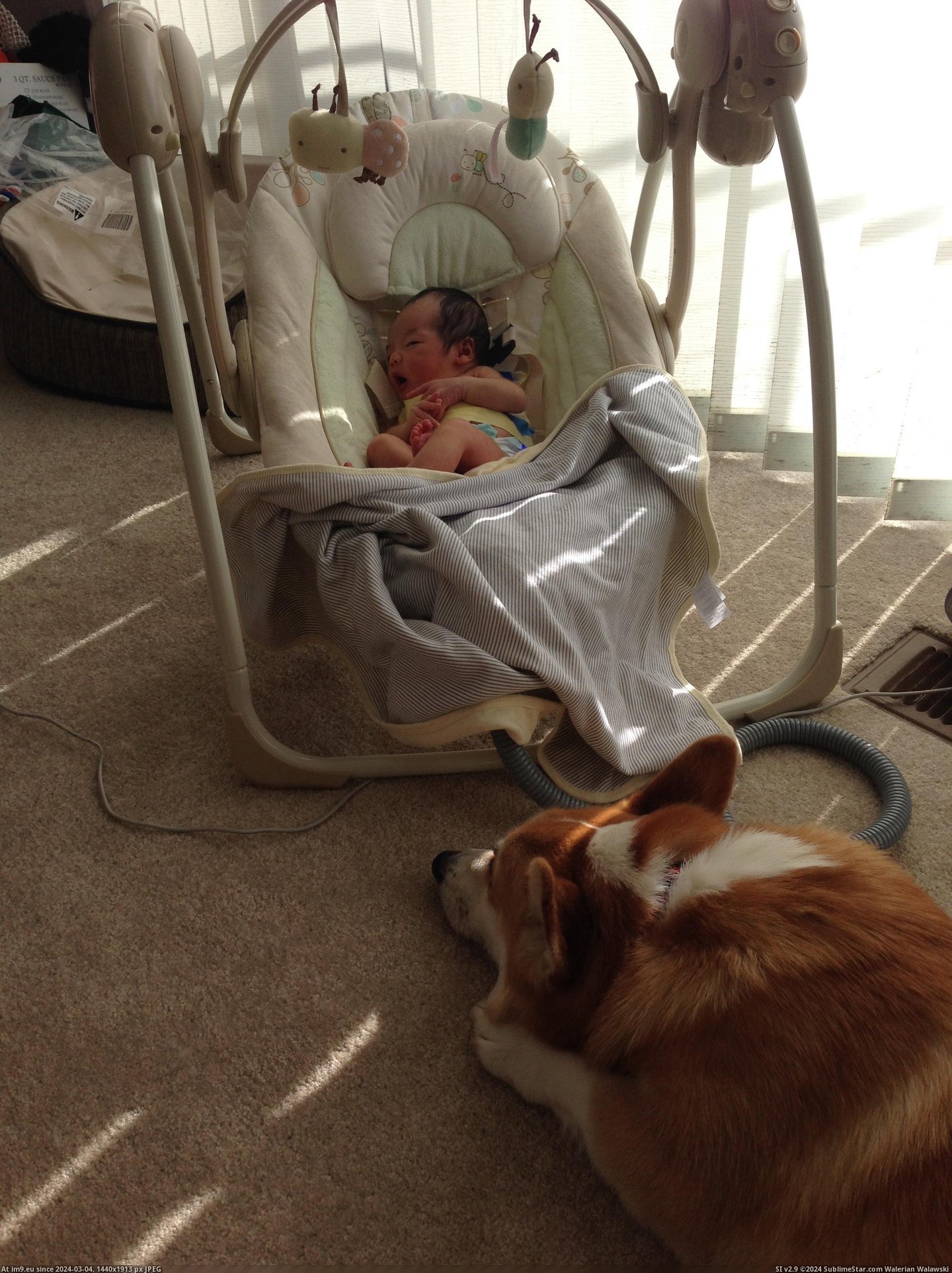 #Was #New #Ago #But #How #Daughter #Weeks #Born [Aww] My daughter was born three weeks ago. I worried about how my corgi would react but he's treating her like his new BFF... 6 Pic. (Bild von album My r/AWW favs))