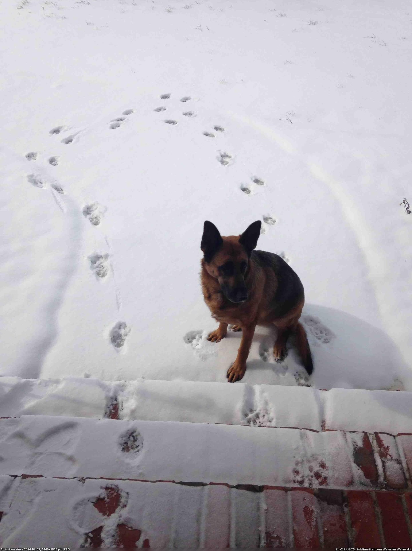 #Time #Dog #Instant #Snow #Nope [Aww] my dog's first time seeing snow....instant 'NOPE' Pic. (Obraz z album My r/AWW favs))