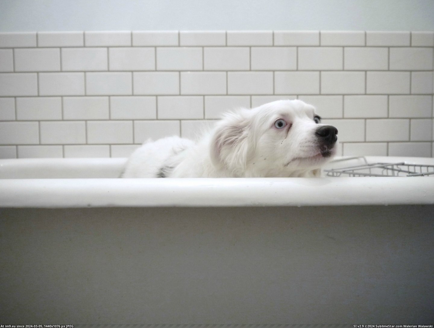#Face #Bath #Dogs #But [Aww] My dogs best 'Anything but a bath!' face. Pic. (Изображение из альбом My r/AWW favs))