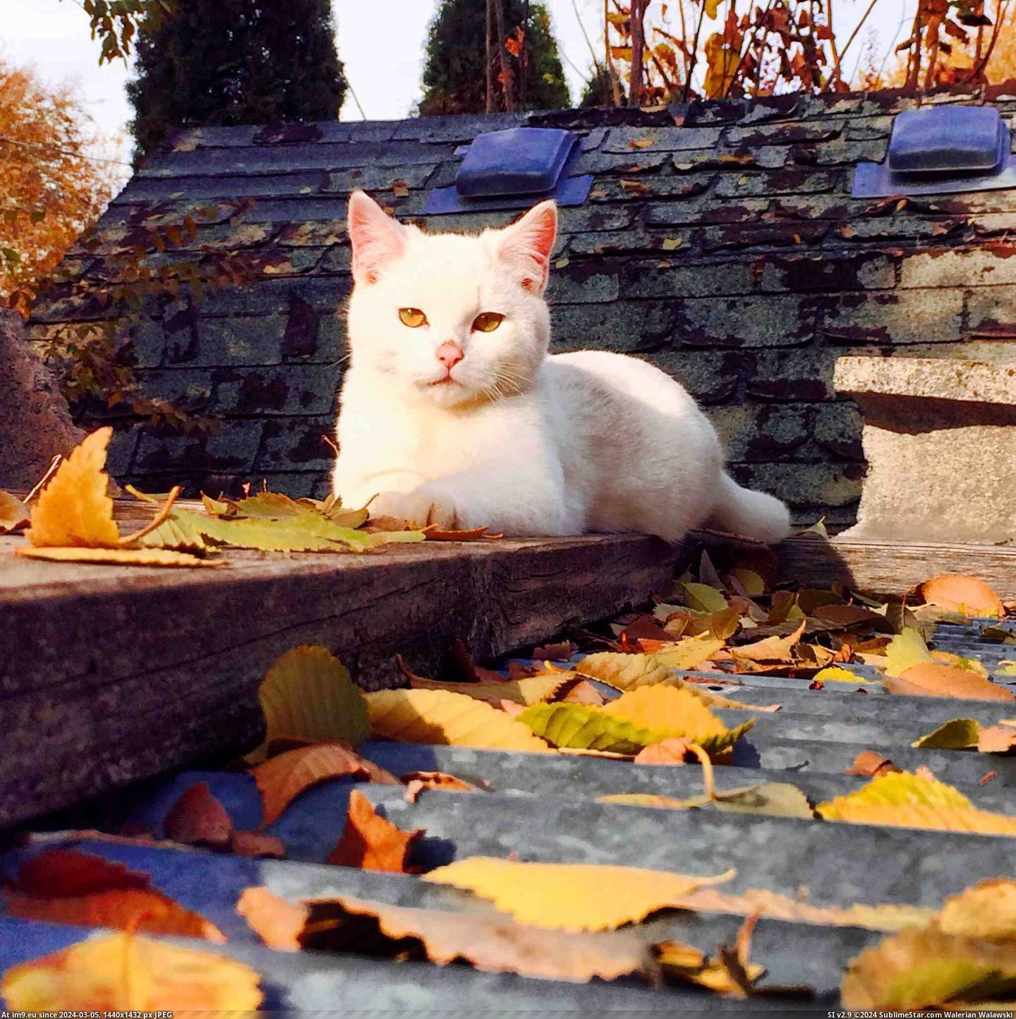 #One #Friends #Photogenic #Cat [Aww] My friends cat is a photogenic one. Pic. (Bild von album My r/AWW favs))