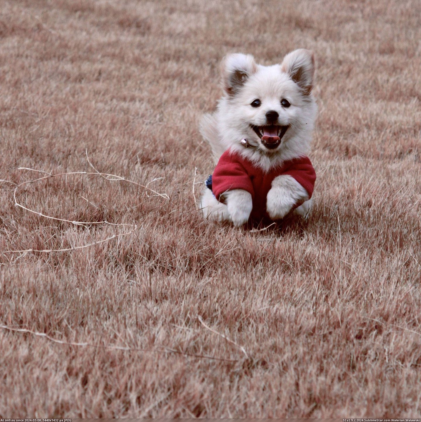 #Happy #Puppy #Friends [Aww] my friends happy little puppy Pic. (Obraz z album My r/AWW favs))