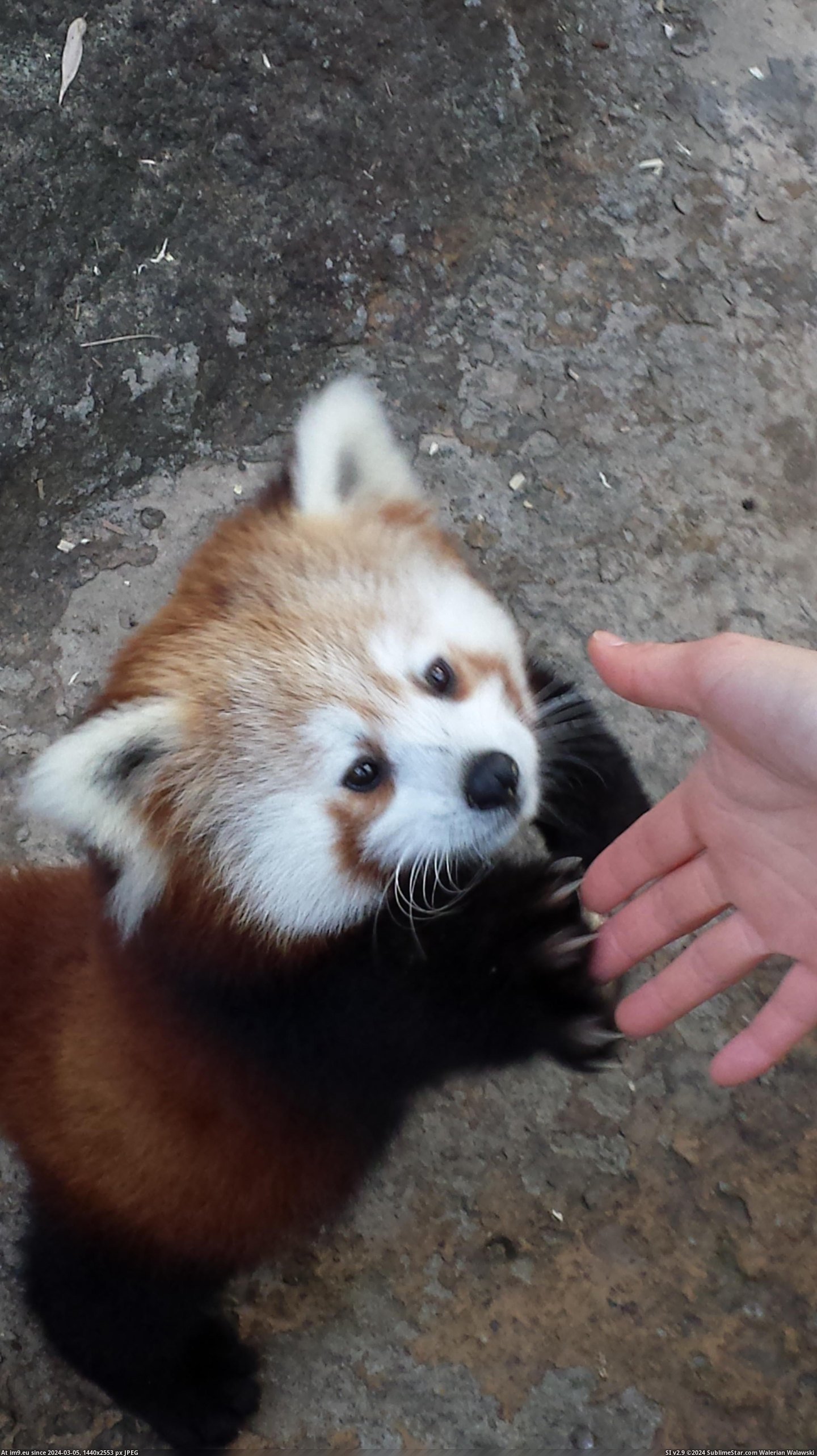 #Red #Girlfriend #Zoo #Panda #Shake #Got #Hands [Aww] My girlfriend got to shake hands with a red panda at the zoo! Pic. (Bild von album My r/AWW favs))