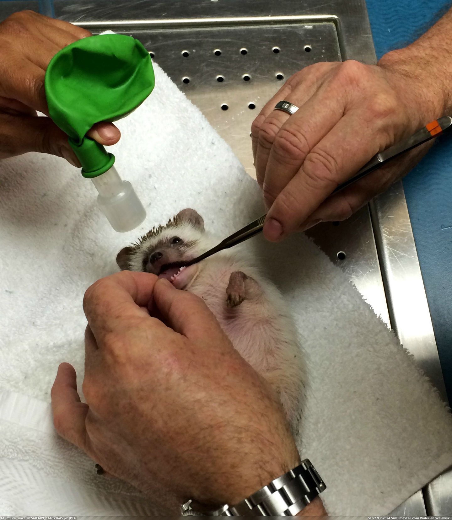 #Album #Oral #Anesthesia #Hedgehog #Exam [Aww] My hedgehog just had anesthesia for an oral exam [album] 3 Pic. (Bild von album My r/AWW favs))