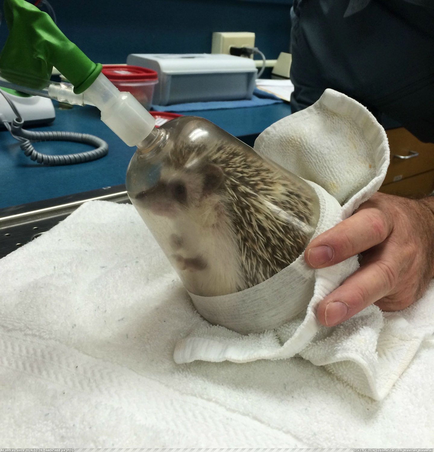 #Album #Oral #Anesthesia #Hedgehog #Exam [Aww] My hedgehog just had anesthesia for an oral exam [album] 5 Pic. (Obraz z album My r/AWW favs))