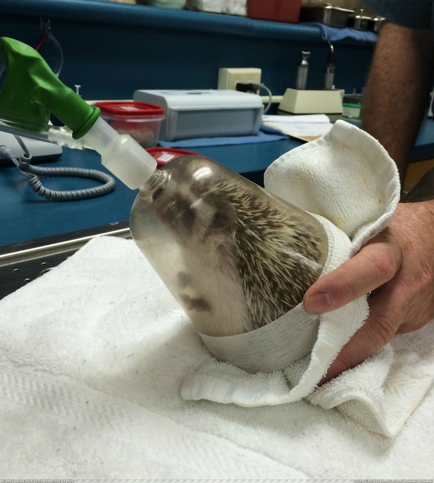 #Album #Oral #Anesthesia #Hedgehog #Exam [Aww] My hedgehog just had anesthesia for an oral exam [album] 9 Pic. (Image of album My r/AWW favs))