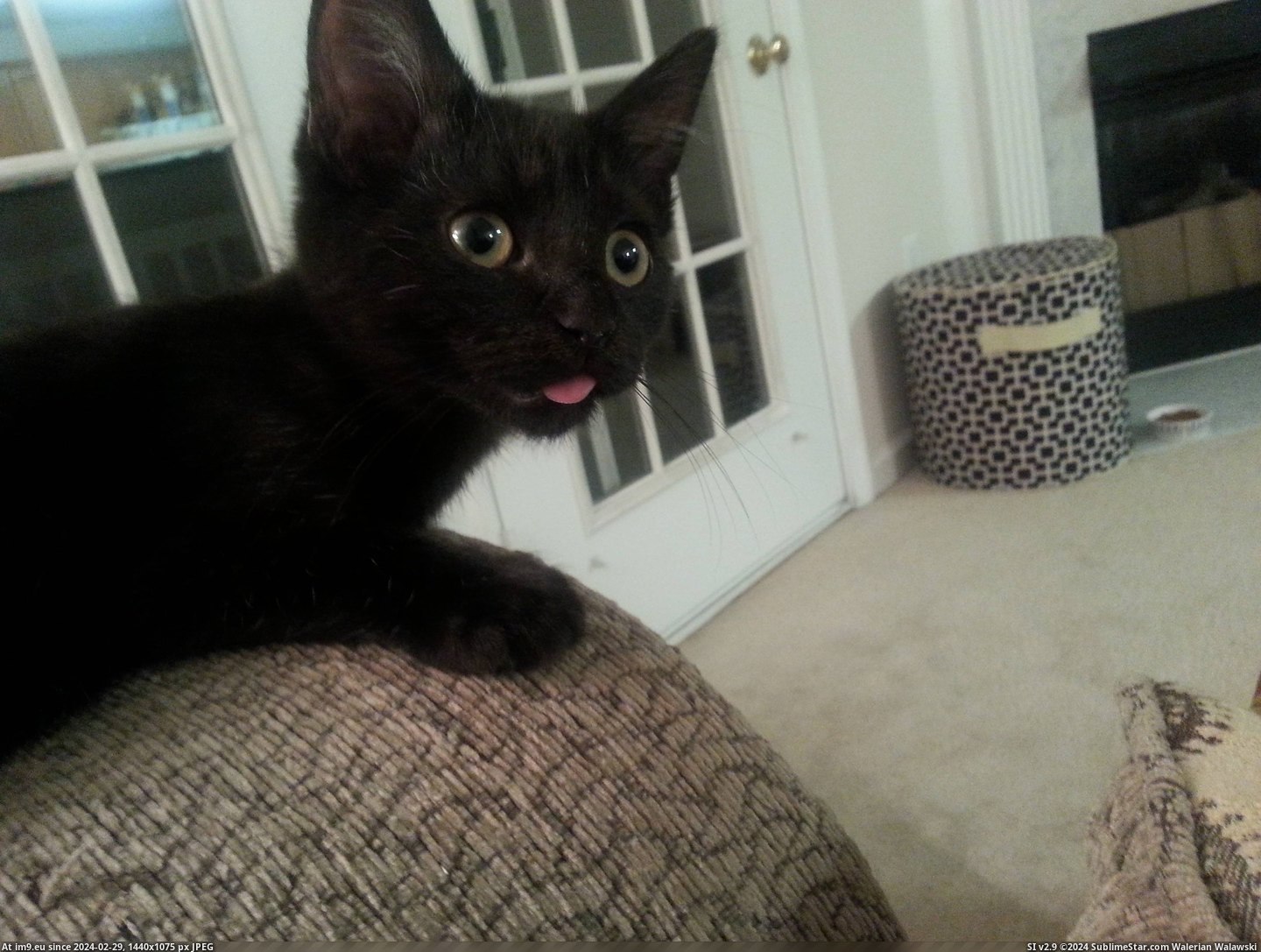 #Kitten #Tongue #Complete #Did [Aww] My kitten did this with his tongue and now I am complete. Pic. (Obraz z album My r/AWW favs))