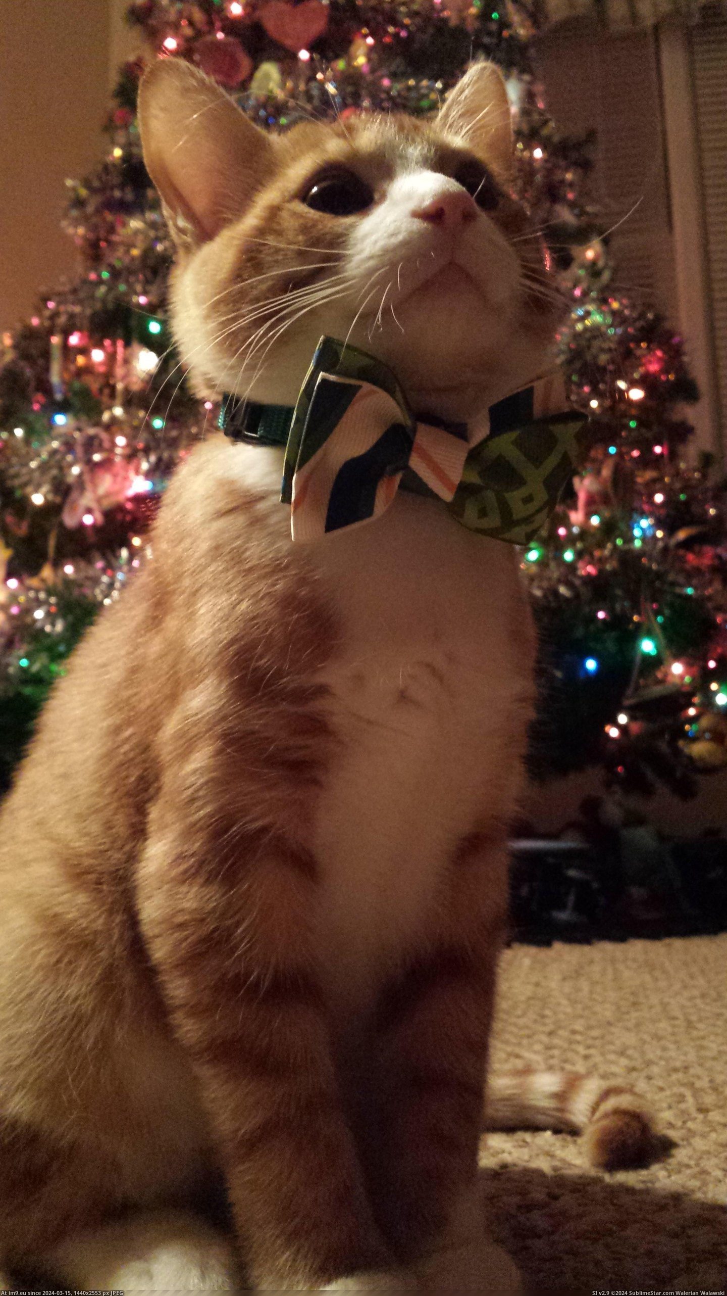 #For #Man #Ready #Christmas [Aww] My man ready for his first Christmas Pic. (Изображение из альбом My r/AWW favs))