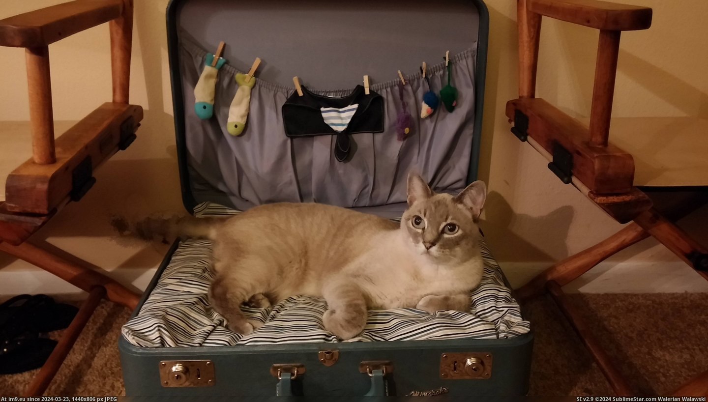 #Cat #Bed #Meet #Kashmir #Suitcase #Mom #Loves #Absolutely [Aww] My mom made my cat a suitcase bed, and he absolutely loves it. Reddit, meet Kashmir! Pic. (Image of album My r/AWW favs))