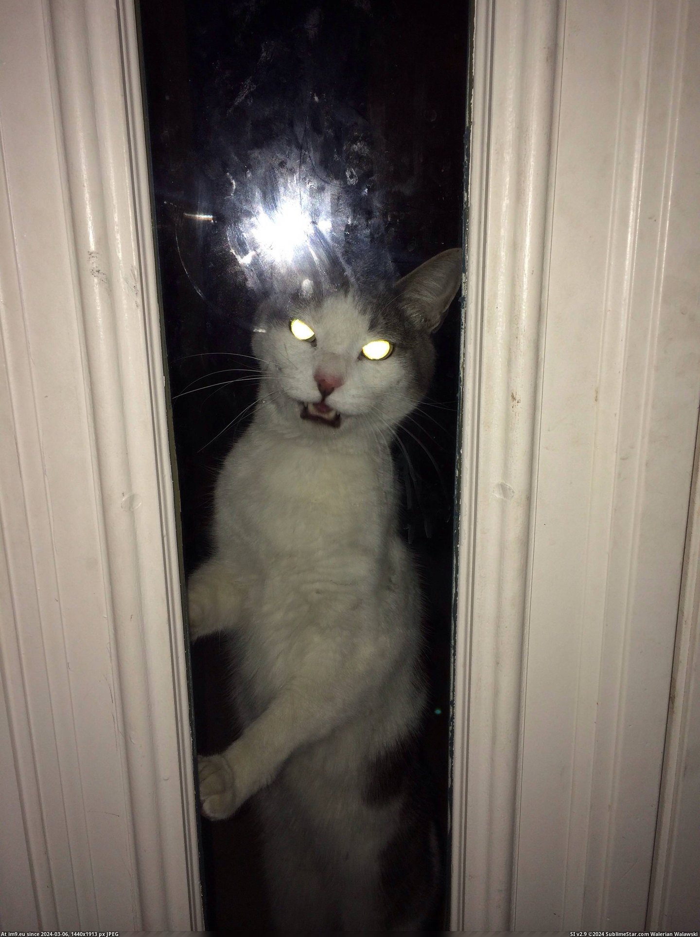 #Cat #House #Our #Neighbor #Pissed #Let #Him #Won [Aww] My neighbor's cat is pissed because we won't let him in our house. Pic. (Bild von album My r/AWW favs))