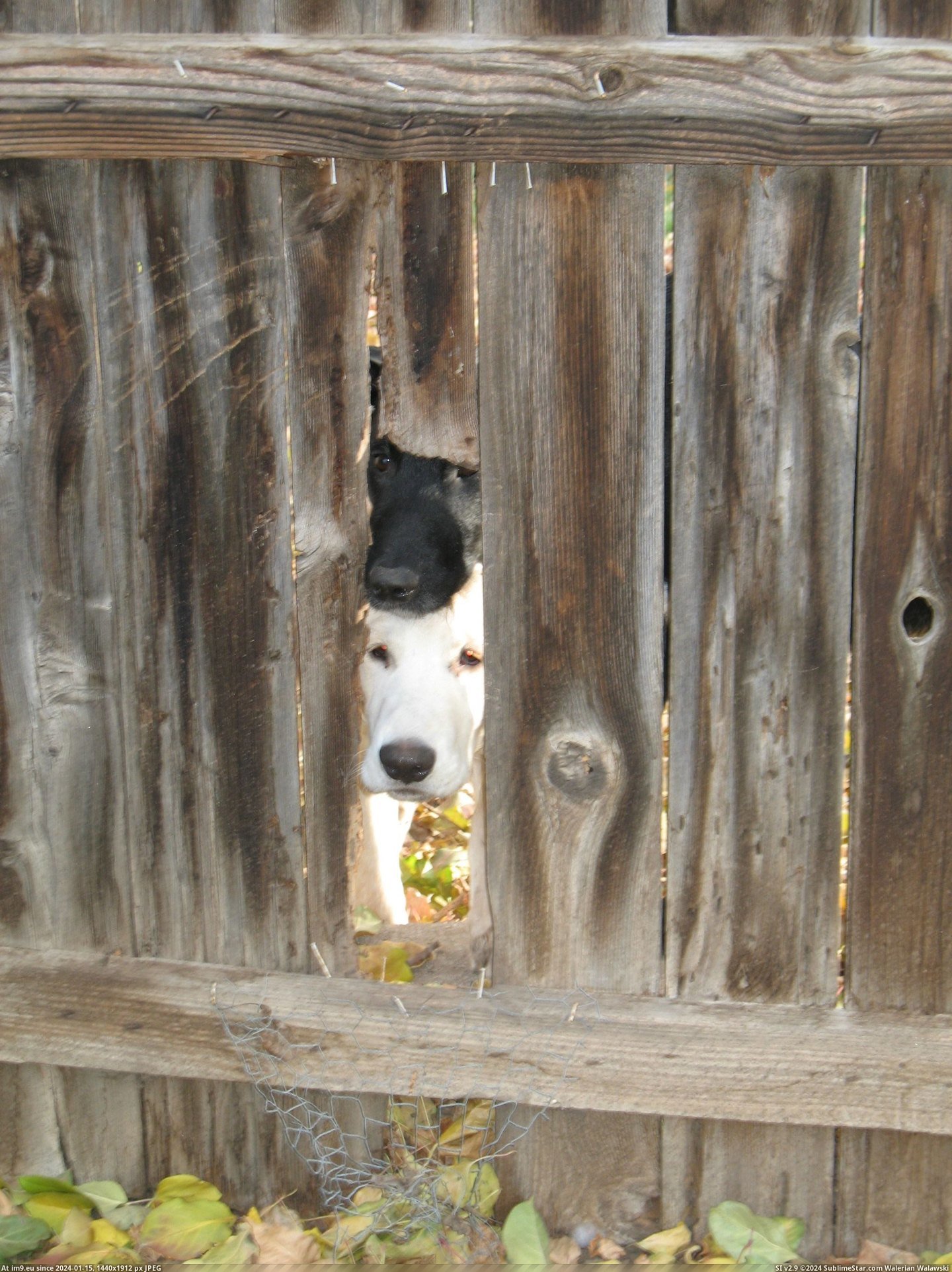 #Play #Hole #Can #Dogs #Neighbor #Fence #Fetch #Our #Toys #Bring [Aww] My neighbor's dogs bring me their toys through a hole in our fence so we can play fetch. Pic. (Obraz z album My r/AWW favs))