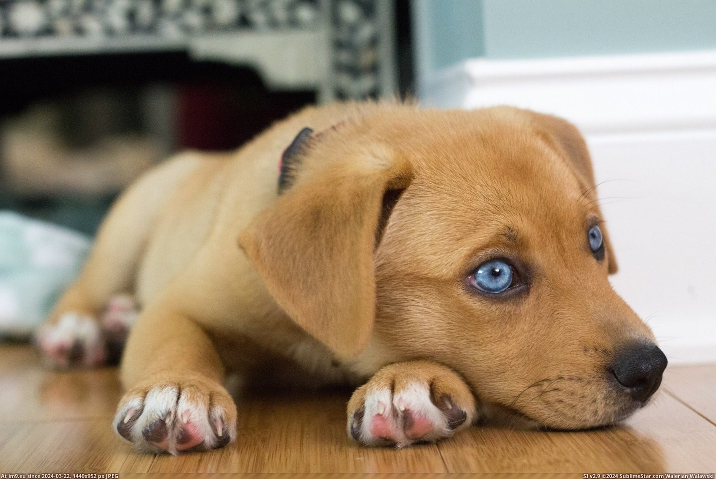 #Beautiful #Baby #Gilmour #Pup #Blues [Aww] My new pup Gilmour and her beautiful baby blues Pic. (Image of album My r/AWW favs))