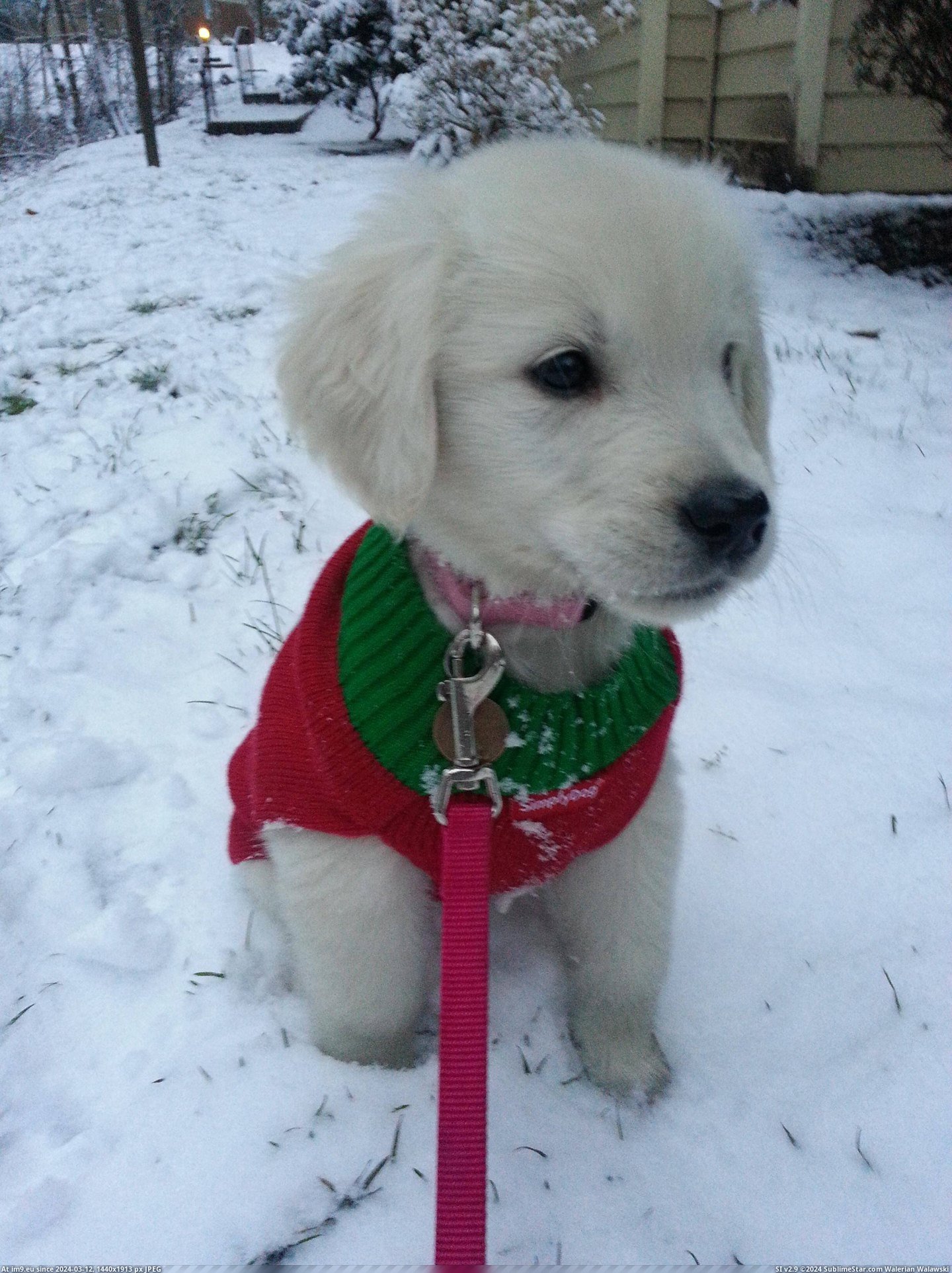 #Puppy #Snowfall #Enjoyed [Aww] My puppy enjoyed her first snowfall! Pic. (Obraz z album My r/AWW favs))