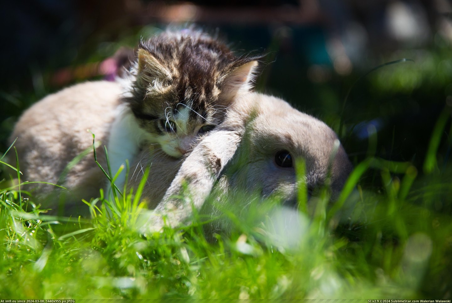#Kitten #Rabbit #Pet [Aww] My rabbit has a pet kitten. Pic. (Image of album My r/AWW favs))