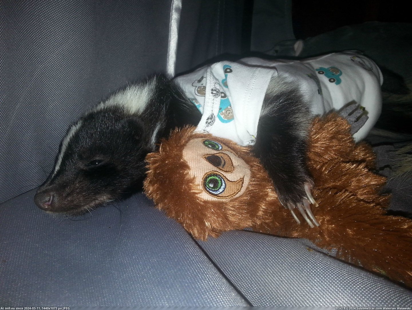 #She #Can #Had #Puppy #Wear #Put #Vet #Shame #Surgery #Diaper [Aww] My skunk had surgery. Since she can't wear a cone of shame, my vet had us put her in a newborn onesie and a puppy diaper.  Pic. (Bild von album My r/AWW favs))