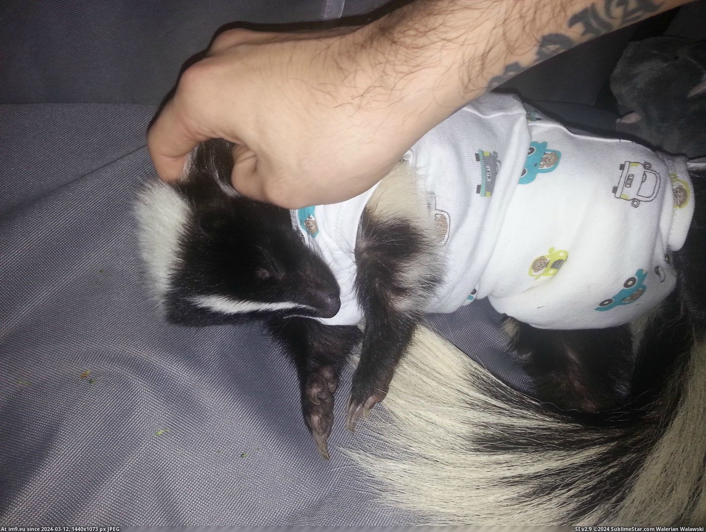 #She #Can #Had #Puppy #Wear #Put #Vet #Shame #Surgery #Diaper [Aww] My skunk had surgery. Since she can't wear a cone of shame, my vet had us put her in a newborn onesie and a puppy diaper.  Pic. (Image of album My r/AWW favs))