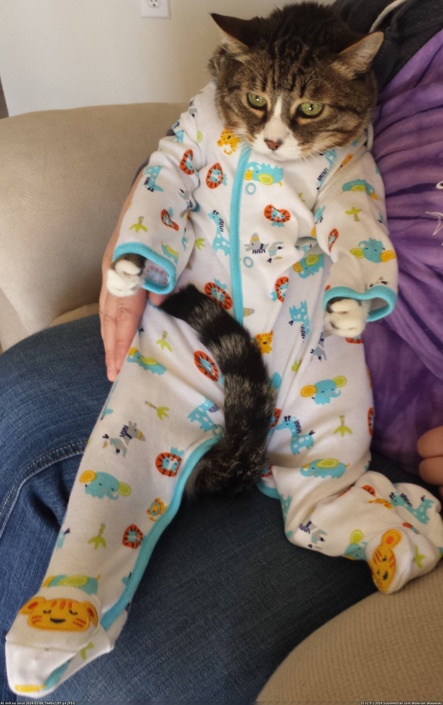 #Was #Cat #Amused #Onesie #Wife #Wanted [Aww] My wife wanted to put our cat in a onesie. He was not amused... Pic. (Image of album My r/AWW favs))