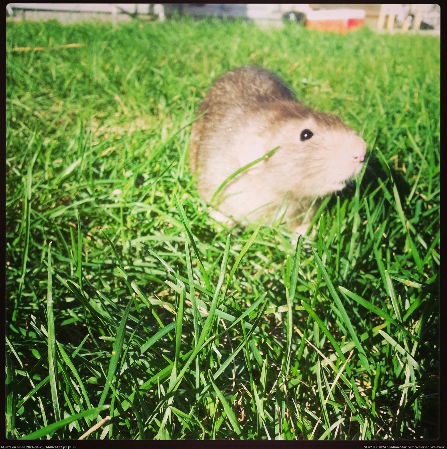 #Not #But #Grass #Traditional #Ratatouille #Loves #Buddy [Aww] Not traditional aww, but my buddy Ratatouille loves the grass. Pic. (Obraz z album My r/AWW favs))