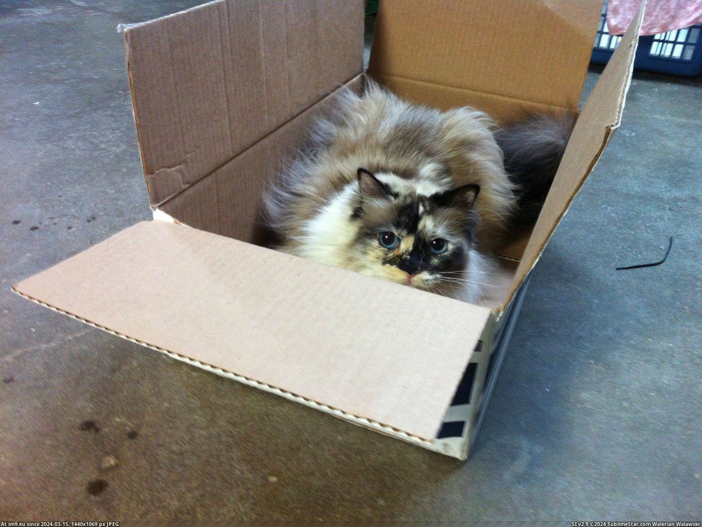 #Cat #Picture #Cakeday #Minutes #Gigi #Left #Trap [Aww] Oh no! Only 35 minutes left of my cakeday, here's a picture of Gigi in a cat trap! Pic. (Obraz z album My r/AWW favs))