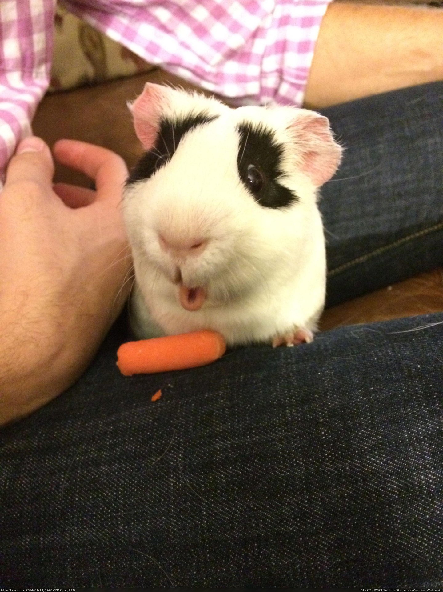 #Carrot  #Ohhhhhhh [Aww] Ohhhhhhh, a carrot!!!! Pic. (Obraz z album My r/AWW favs))