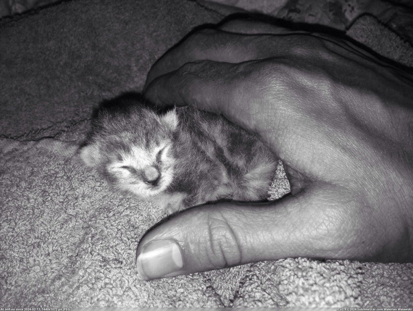 #Cat #Old #Thumb #Size #Unexpected #Kitten #Single [Aww] Our 13 your old cat had a single unexpected kitten today. He's about the size of my thumb Pic. (Obraz z album My r/AWW favs))