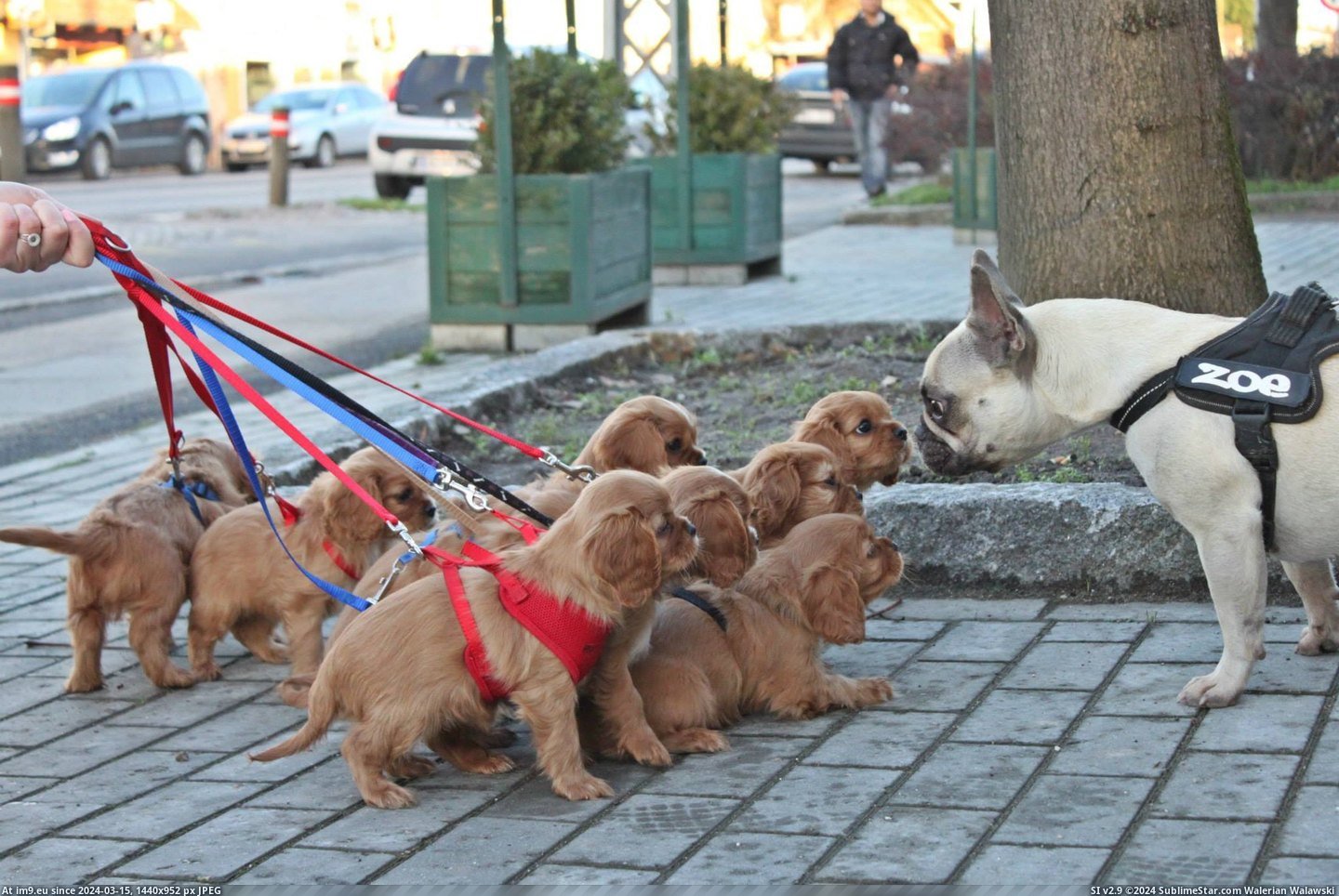 #For #Out #Walk #Time [Aww] Out for a walk for their first time. Pic. (Bild von album My r/AWW favs))