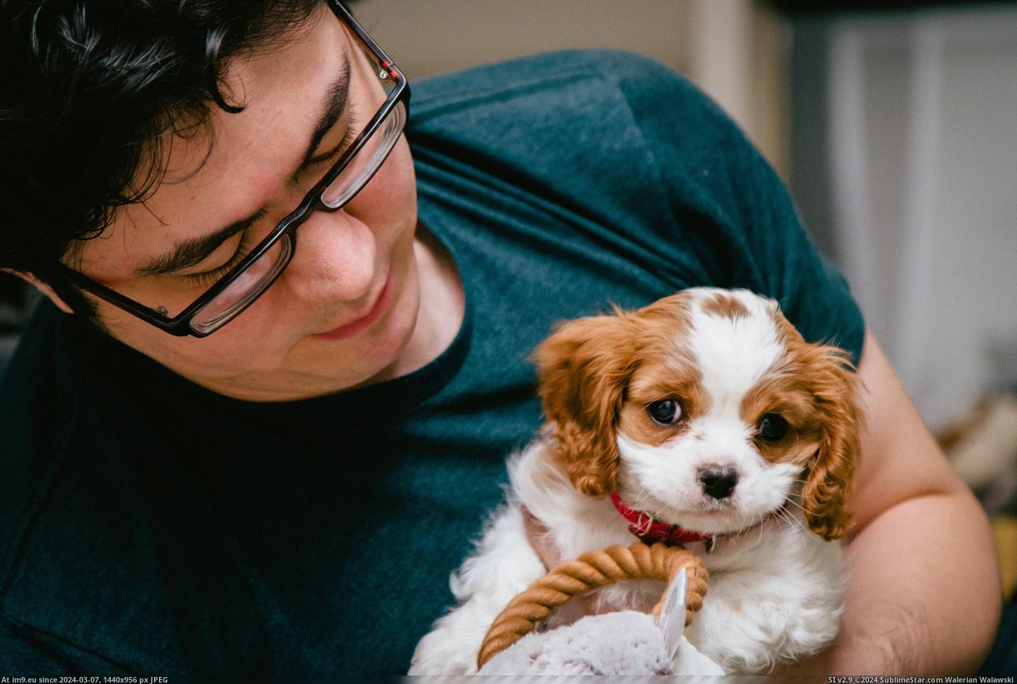 #Old #New #She #Our #Nami #Cavalier #Spaniel #Week #King #Say #Charles [Aww] Please say hello to Nami! She's our new 8-week old Cavalier King Charles Spaniel. 9 Pic. (Изображение из альбом My r/AWW favs))