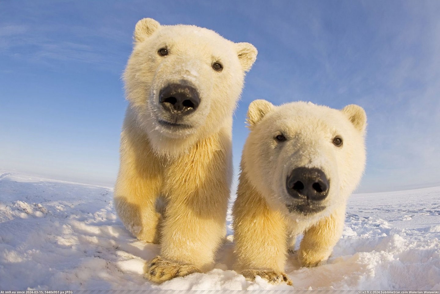 #May #Are #Strange #Any #Noise #Object #Investigate #Polarbears #Polar #Curious #Smell #Bears [Aww] Polar bears are curious and may investigate any strange object, smell or noise (polarbears) Pic. (Bild von album My r/AWW favs))