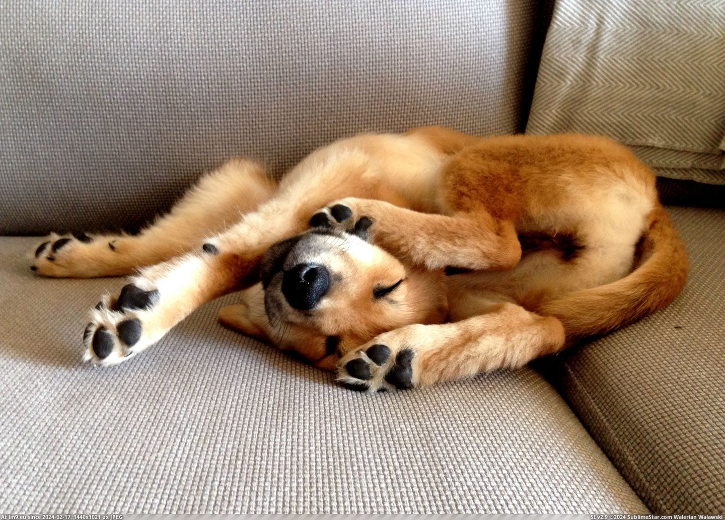 #Puppy  #Pretzel [Aww] Puppy pretzel Pic. (Изображение из альбом My r/AWW favs))