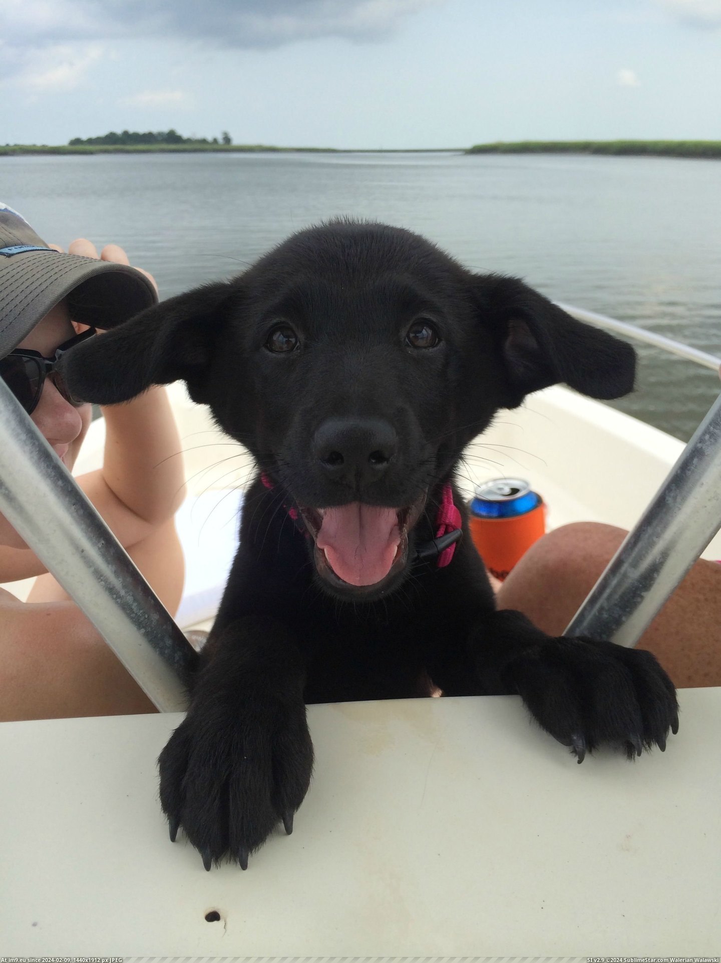 #Day #Meet #Ruw #Boat #Pups [Aww] Pups first day on the boat. Reddit, meet Ruw! Pic. (Obraz z album My r/AWW favs))