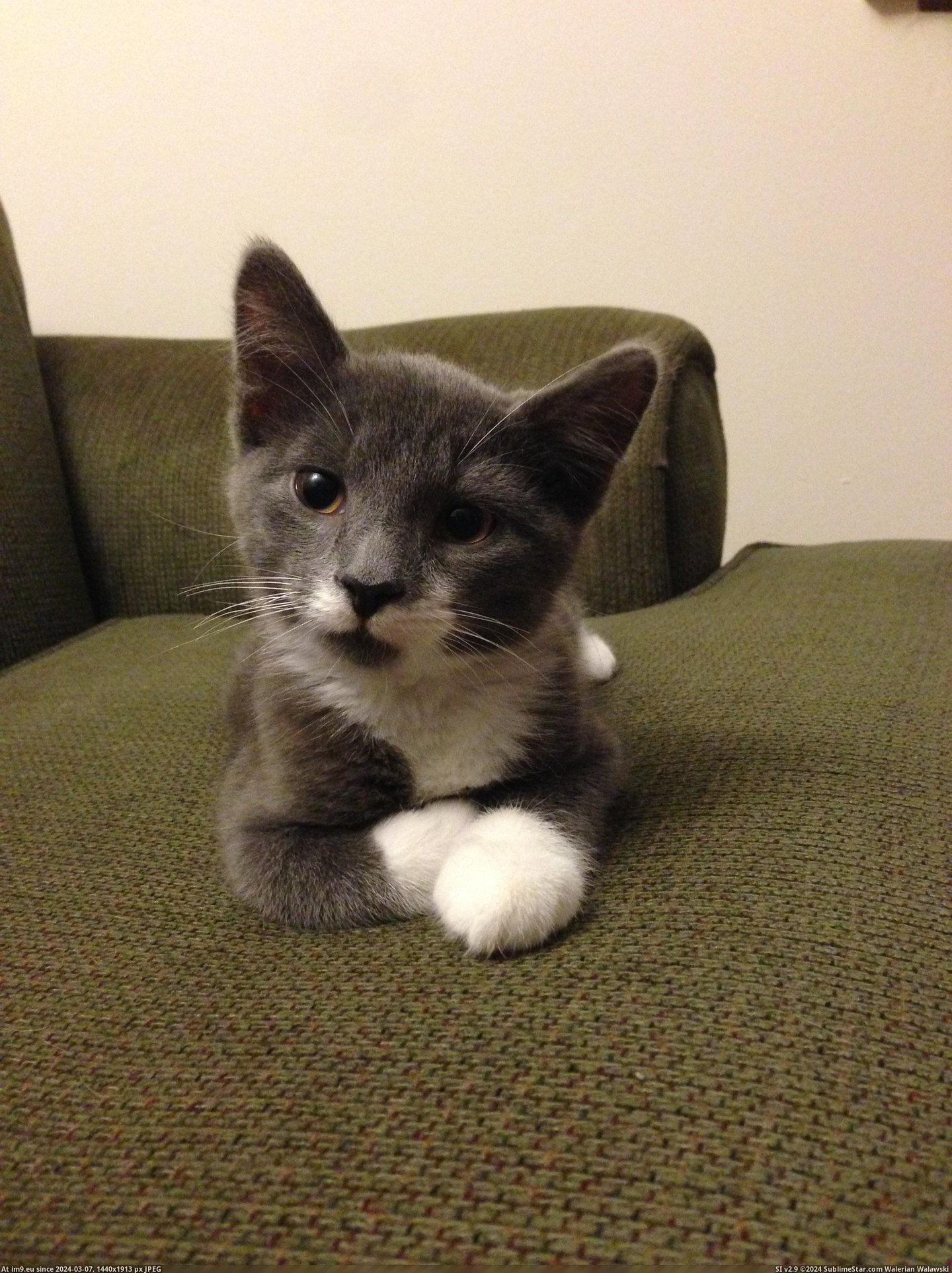 #Cat #New #Winston #Meet #Dapper [Aww] Reddit, meet Winston, my new dapper cat. 7 Pic. (Bild von album My r/AWW favs))
