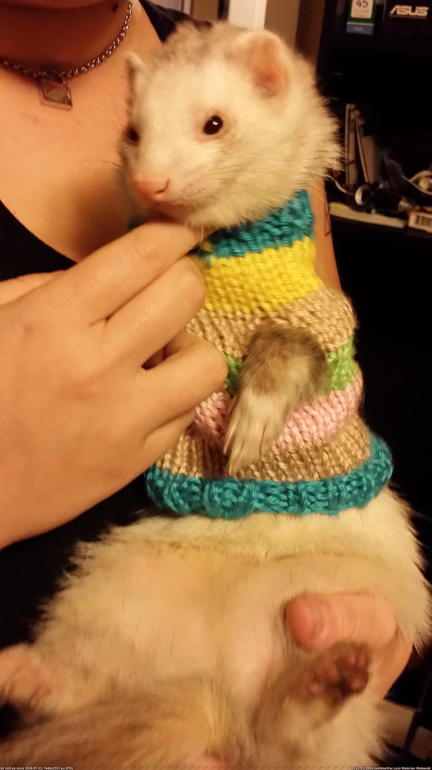 #Posing #Ruby #Sweater [Aww] Ruby posing in her new sweater. Pic. (Изображение из альбом My r/AWW favs))