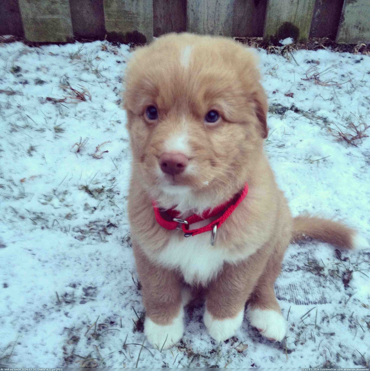 #Snow #Presence #Disagrees #Scout #Quietly [Aww] Scout comes home to snow, quietly disagrees with its presence. Pic. (Изображение из альбом My r/AWW favs))