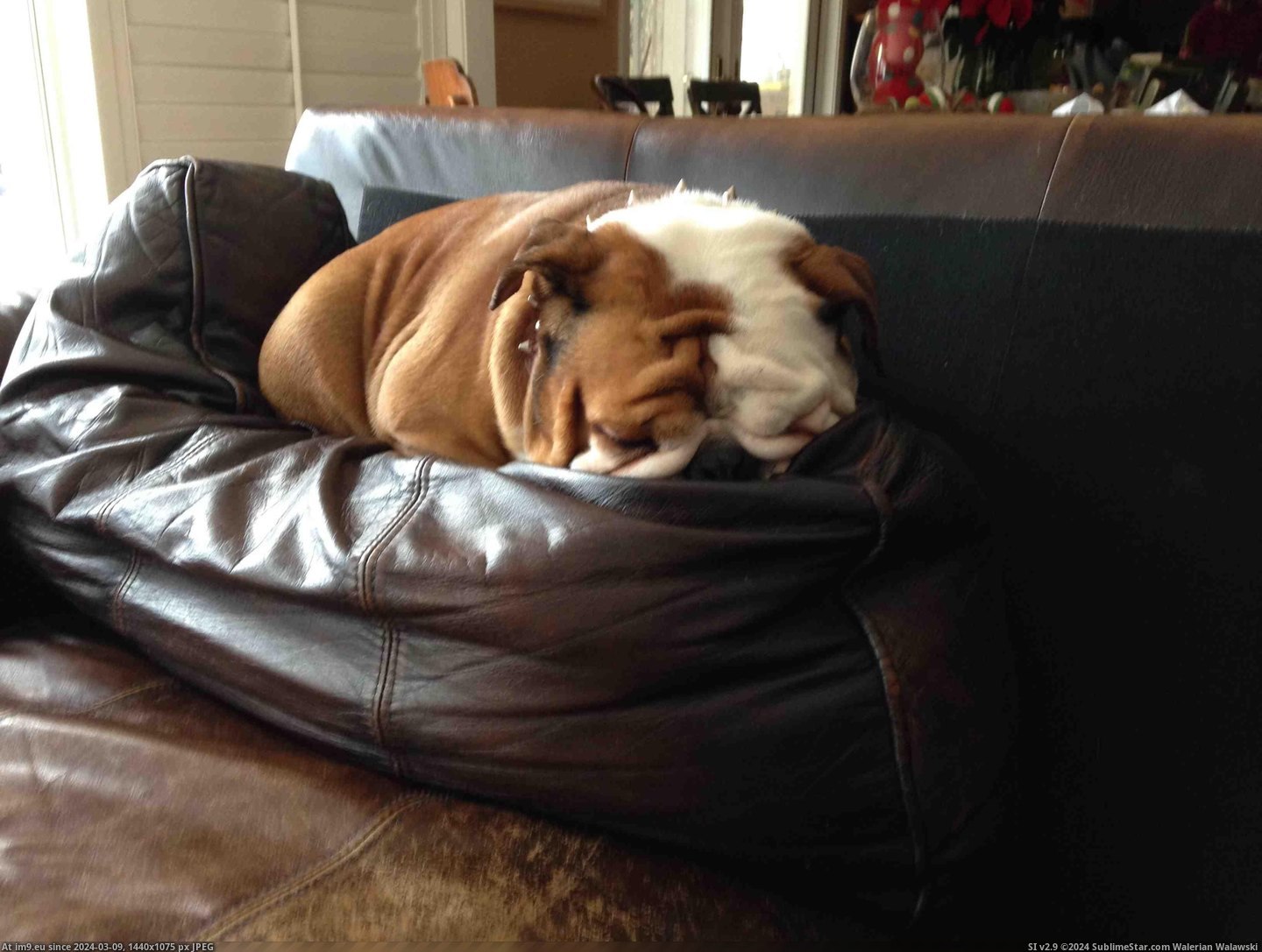 #Cute #But #She #Ruined #Cushions #How #Can #Couch [Aww] She has ruined most of my couch cushions but I can't help how cute she is... Pic. (Image of album My r/AWW favs))