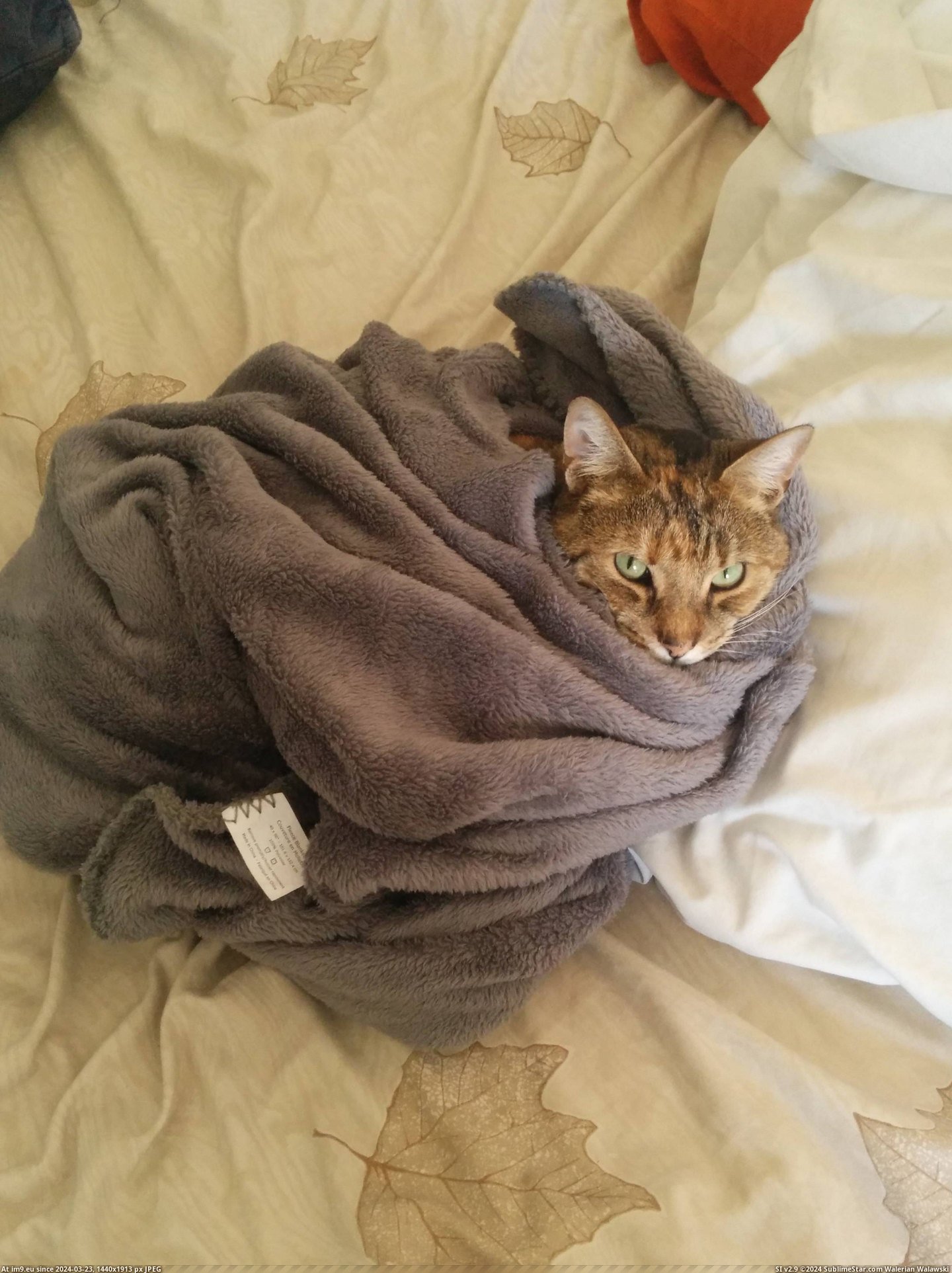 #Morning #Meows #Wrap [Aww] She meows every morning until I wrap her up Pic. (Obraz z album My r/AWW favs))