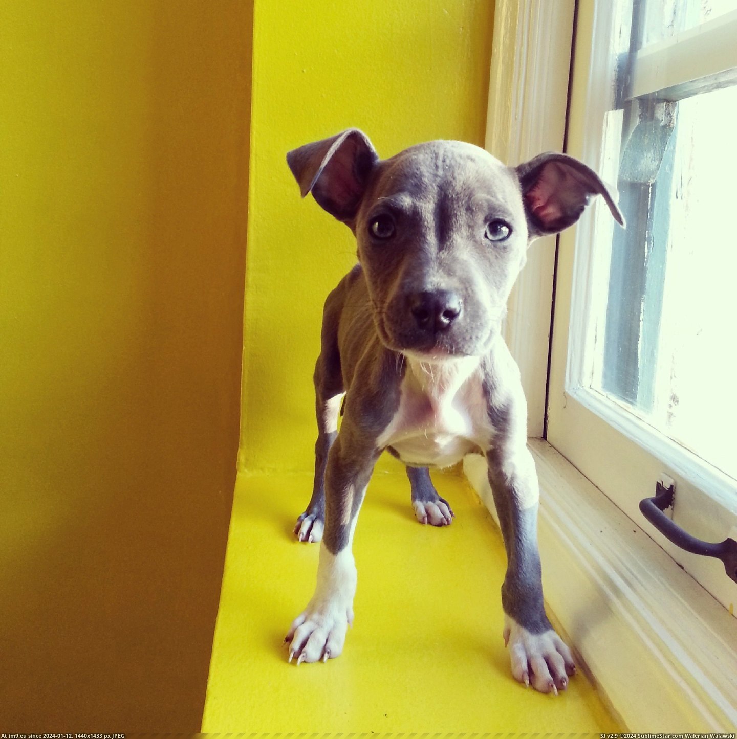 #Love #Was #Tiny #Mexico #Pit #Luna #Malnourished #She #Meet #Brought [Aww] She was malnourished and in need of love at the U.S.-Mexico border, so I brought her home. Meet my tiny pit, Luna. Pic. (Obraz z album My r/AWW favs))