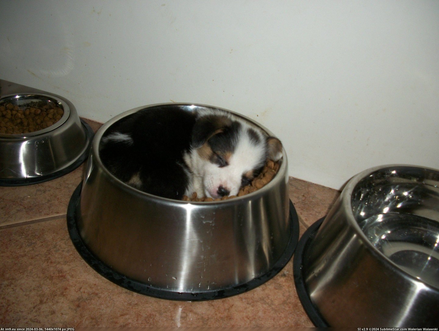 #Sleeping  #Bowl [Aww] Sleeping in a bowl Pic. (Obraz z album My r/AWW favs))