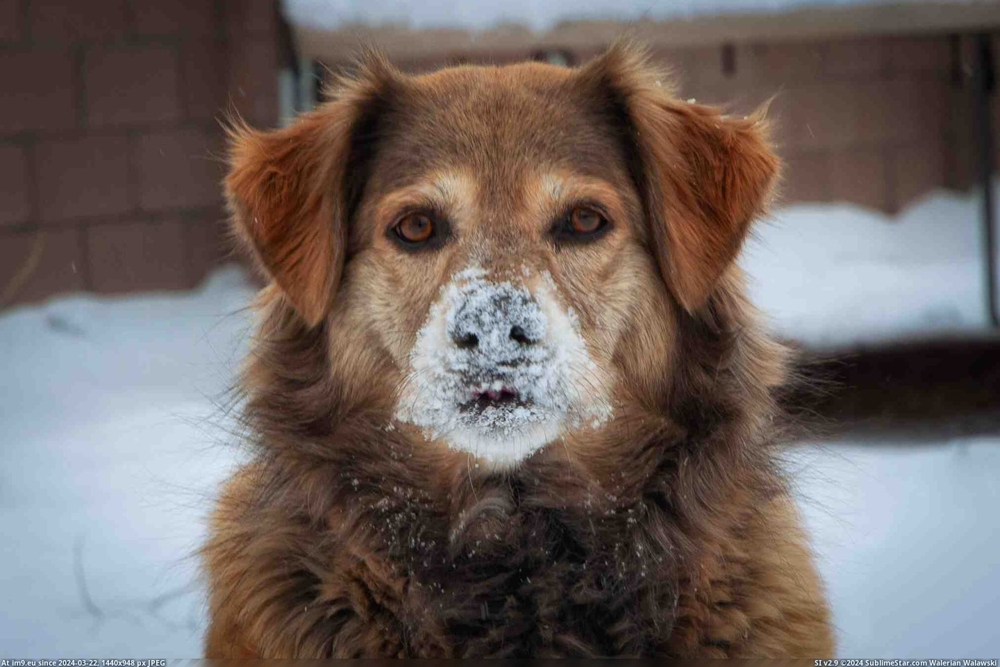 #Was #Good #Face #Accident #Lola #Get #Snow #Total [Aww] Snow Face - I never get good pics of Lola, this was a total accident. Pic. (Image of album My r/AWW favs))