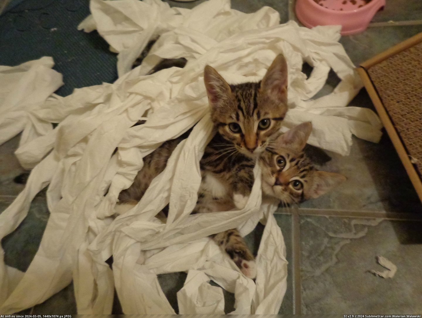 #New #Toilet #Roll #Discovered #Kittens #Paper [Aww] So my new kittens discovered the toilet paper roll... Pic. (Obraz z album My r/AWW favs))