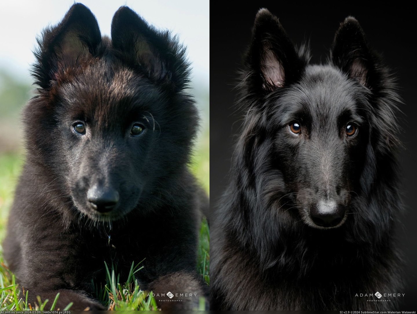  #Tahoe  [Aww] Tahoe's before and after... Pic. (Obraz z album My r/AWW favs))