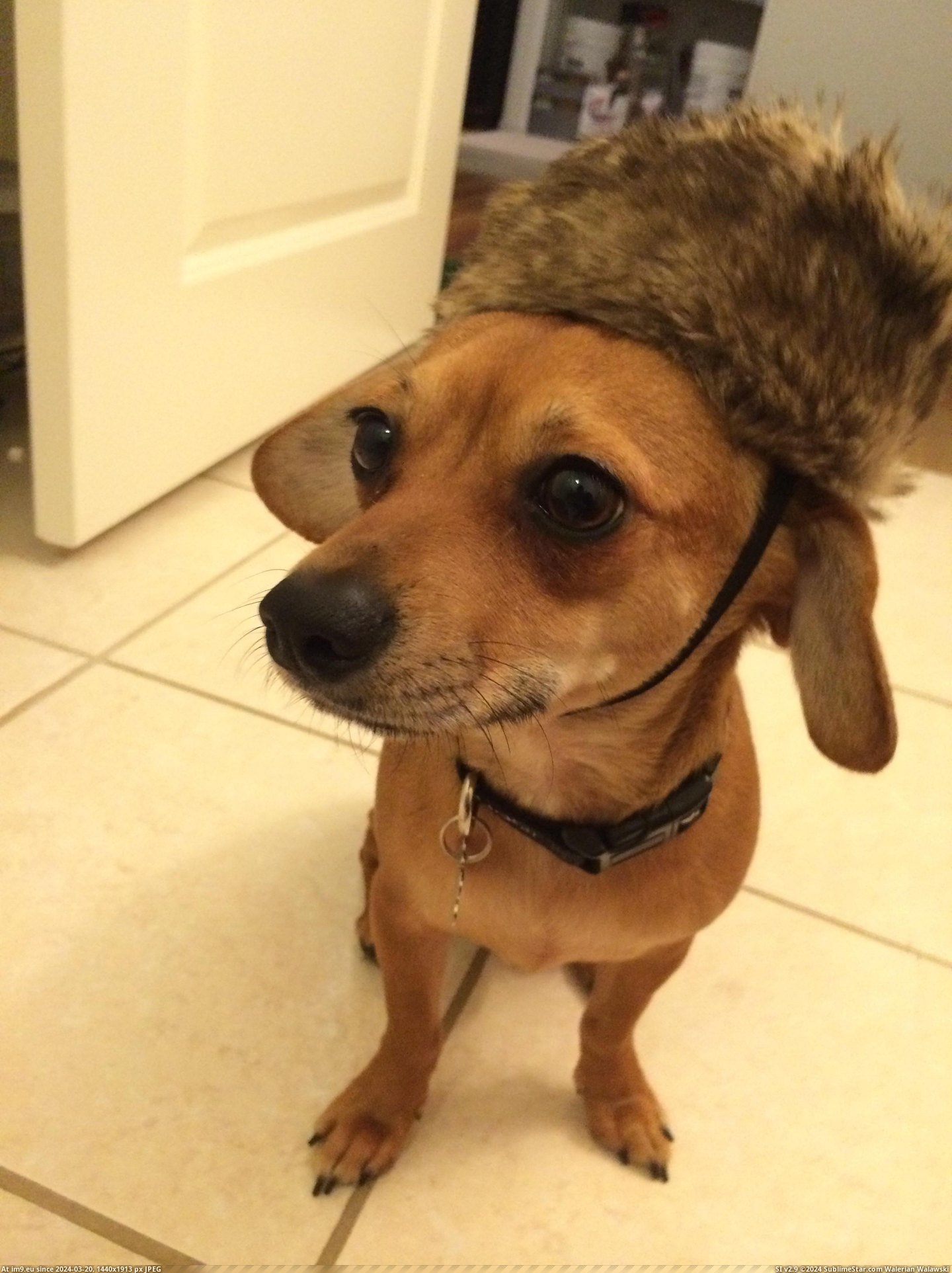 #Was #Tiny #Spent #Hats #Cents #Clearance #Store #Pet #Furry [Aww] The pet store had tiny furry hats on clearance. It was the best 25 cents I've ever spent. Pic. (Image of album My r/AWW favs))