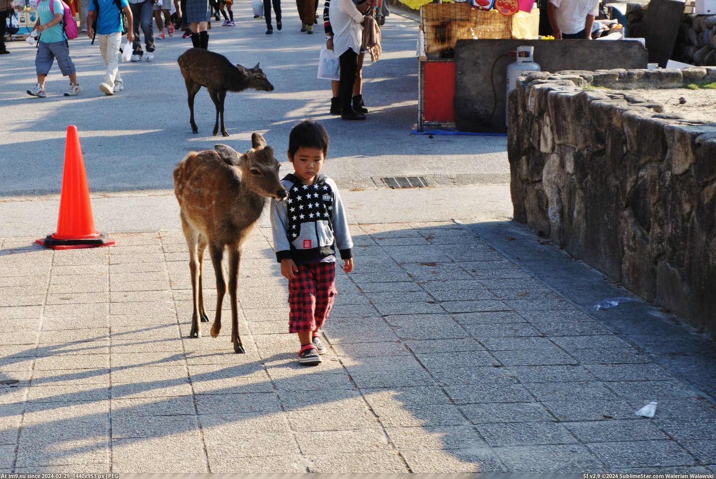 #One #Free #Island #Hundreds #Roam #Silently #Miyajima #Japan #Walking #Deer [Aww] There's an island in Japan, Miyajima, where deer roam free by the hundreds. This one was silently walking around with this Pic. (Image of album My r/AWW favs))