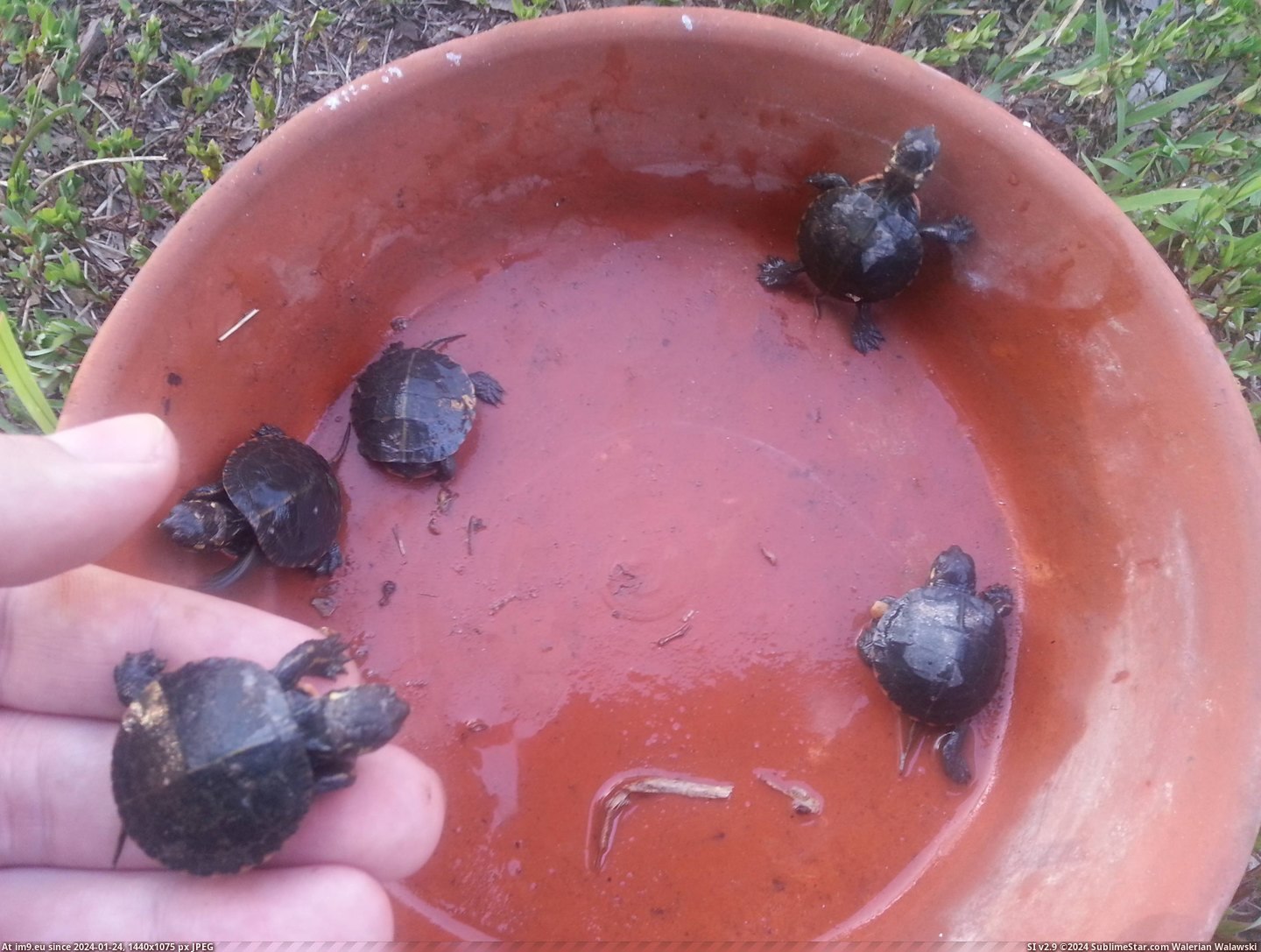 #Baby #Turtles #Hatched #Yard [Aww] These baby turtles just hatched in my yard! Pic. (Изображение из альбом My r/AWW favs))