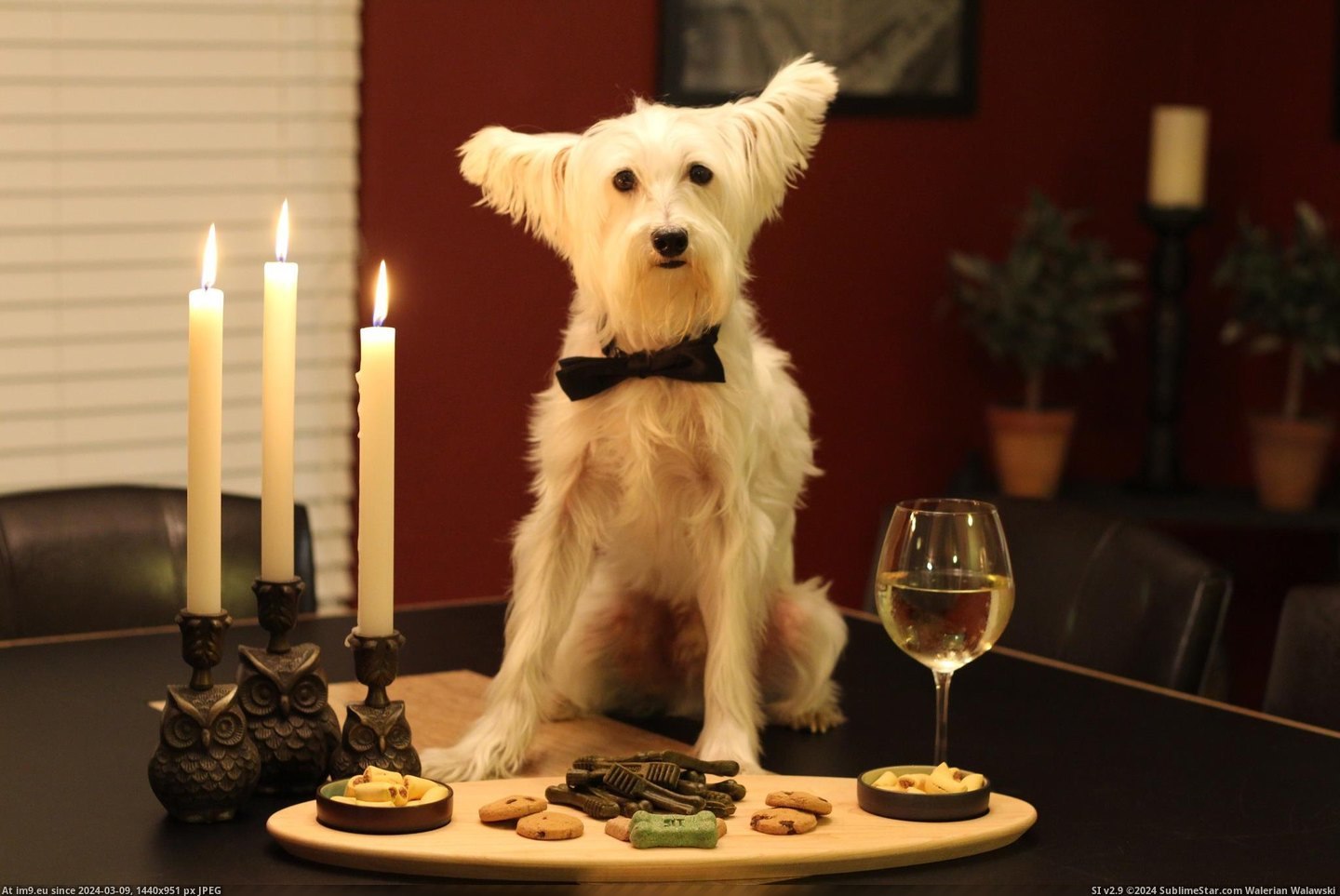 #How #Friends #Cheese #Upcoming #Announced #Party #Wine [Aww] This is how my friends announced their upcoming wine and cheese party Pic. (Image of album My r/AWW favs))