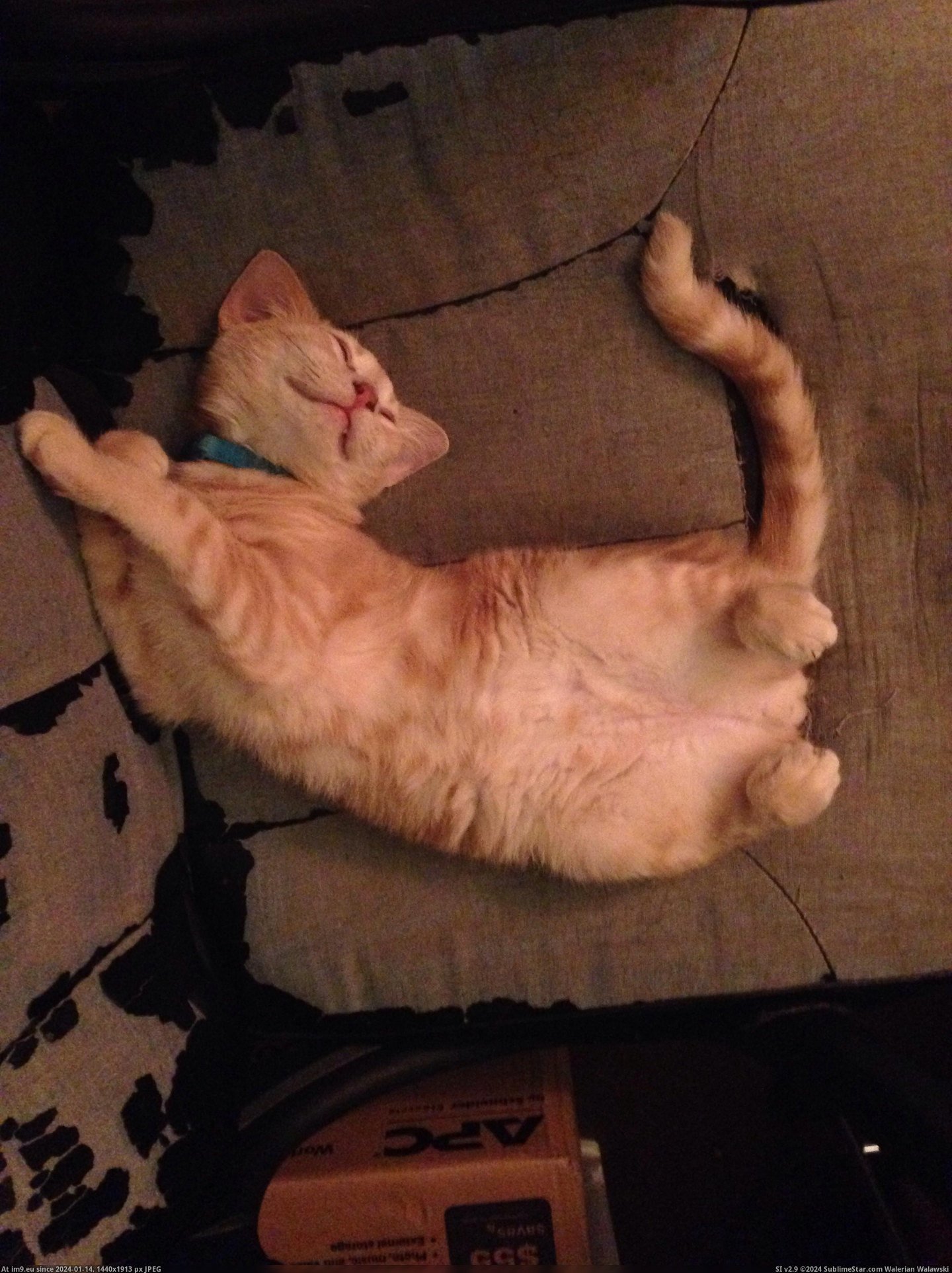 #Boy #How #Note #Curled #Toes #Our #Sleeps [Aww] This is how our little boy sleeps. Note the curled toes. Pic. (Изображение из альбом My r/AWW favs))